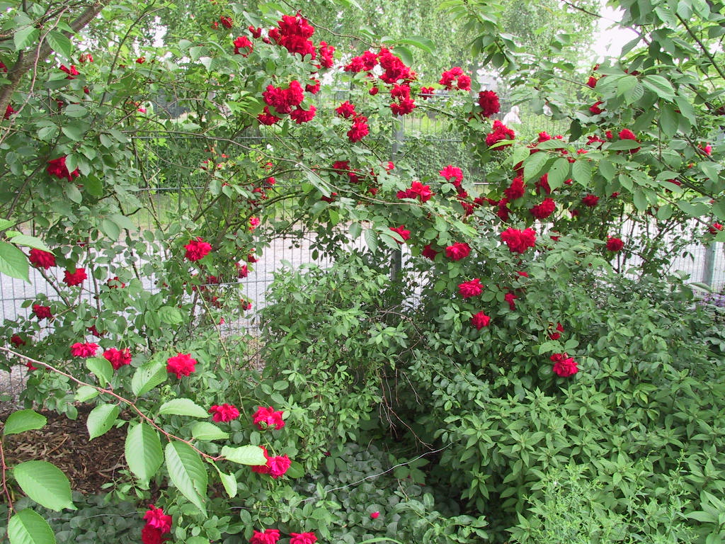 Kletterrose Sympathie am Zaun 1.jpg